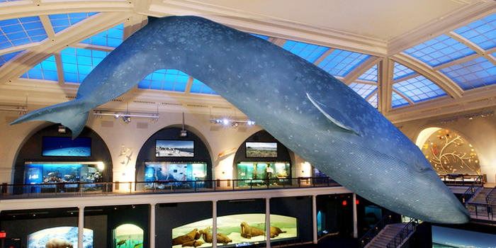 21000-pound-blue-whale