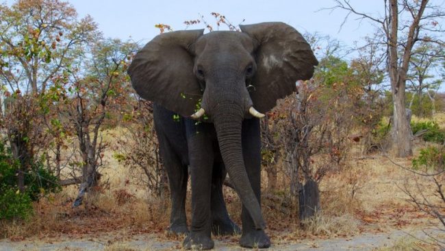 Elephant killings