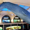 21000-pound-blue-whale