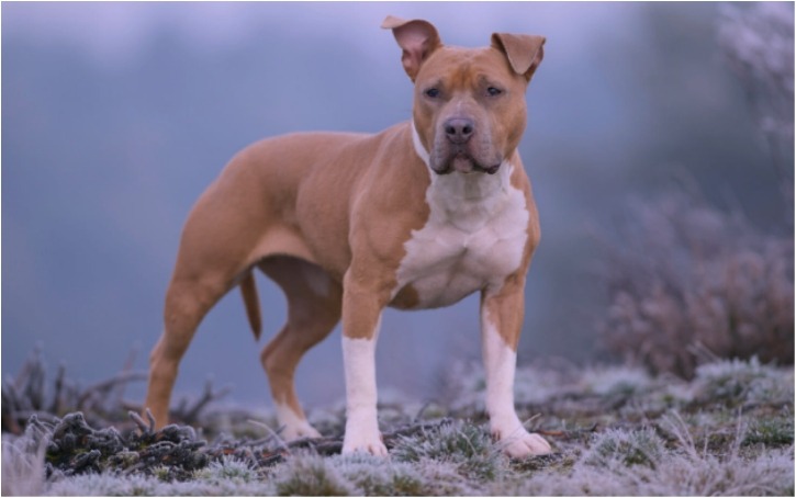 Dog Attack Claims Life in Naarn