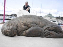 Norwegian Artist Unveils Bronze Sculpture Honoring Famous Walrus