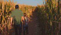 Ground-level shot of visitors walking through tall corn stalks