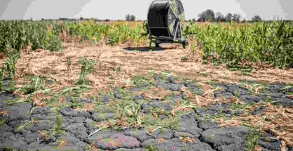 Parched and cracked earth in an agricultural crop field in Hungary during severe drought conditions.