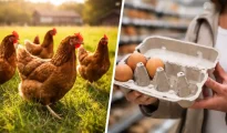 Austrian hens in a field contrasted with egg shortage concerns due to bird flu.